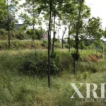 Farmhouse for sale in Travassós, Fafe, Braga • X49135 - gallery image