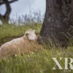 Land for sale in Ourique, Beja &bull; X59819 - gallery image