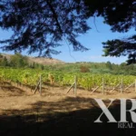 Building for sale in Mangualde, Mesquitela e Cunha Alta, Mangualde, Viseu &bull; X85133 - gallery image