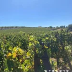Land for sale in Alijó, Vila Real • X91498 - gallery image