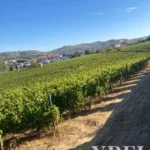 Land for sale in Alijó, Vila Real • X91498 - gallery image