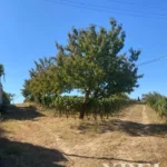 Land for sale in Alijó, Vila Real • X91498 - gallery image