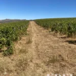 Land for sale in Alijó, Vila Real • X91498 - gallery image