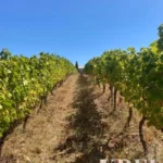 Land for sale in Alijó, Vila Real • X91498 - gallery image