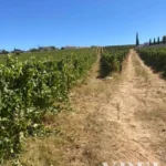 Land for sale in Alijó, Vila Real • X91498 - gallery image