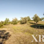 Farmhouse for sale in Pêra, Silves, Algarve • X93592 - gallery image