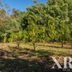 Farmhouse for sale in Santa Leocádia e Mesquinhata, Baião, Porto &bull; X93924 - gallery image
