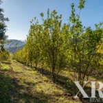Farmhouse for sale in Santa Leocádia e Mesquinhata, Baião, Porto &bull; X93924 - gallery image