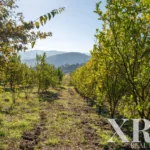 Farmhouse for sale in Santa Leocádia e Mesquinhata, Baião, Porto &bull; X93924 - gallery image